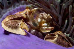 Porcelan Crab fishing for food taken with Canon 400D+60mm... by Patrick Neumann 